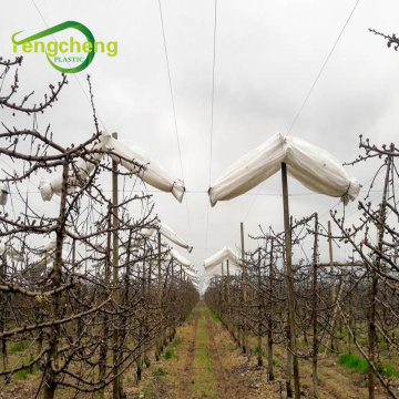 Grape tree top plastic cover against rain hail