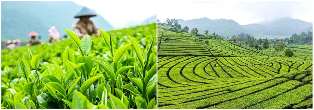 green tea base