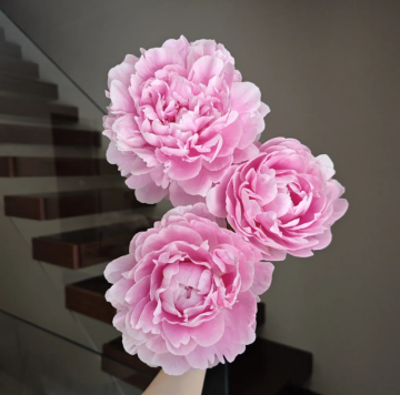 Romantic Pink Princess Peony