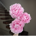 রোমান্টিক গোলাপী রাজকুমারী Peony