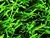 SGS,labosports passed ,our most competitive grass