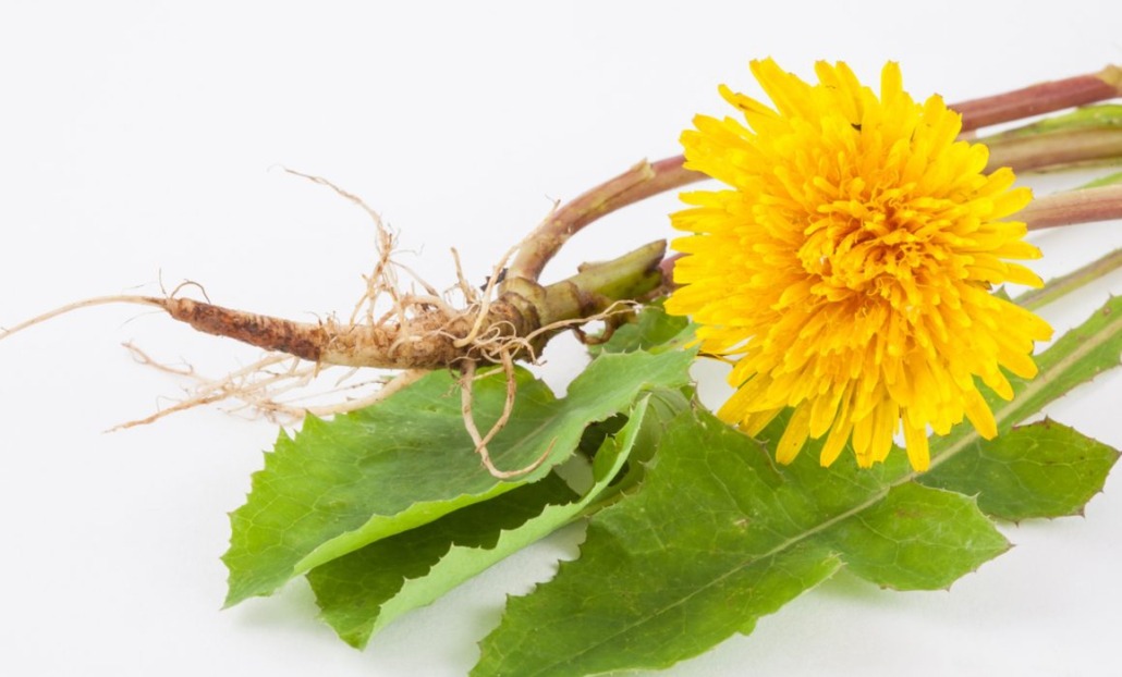 Wild Plant Extract Dandelion Extract