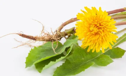 Wild Plant Extract Dandelion Extract