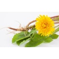 Wild Plant Extract Dandelion Extract