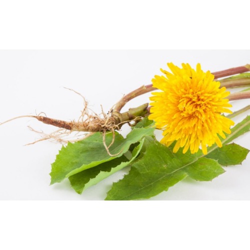 Wild Plant Extract Dandelion Extract