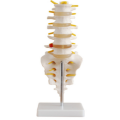 Columna lumbar grande natural con modelo coccygeal