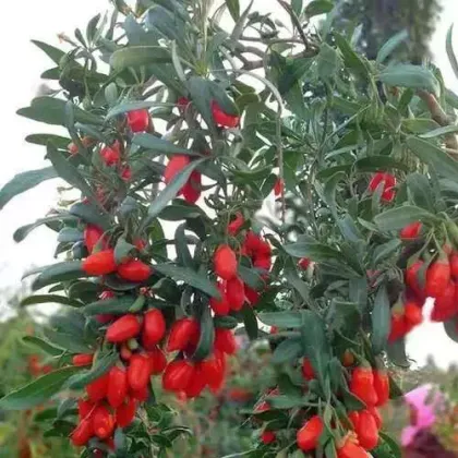 Organic Goji Berry Dried Red Medlar Berries