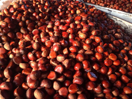 2019 Dandong saiz besar chestnut segar