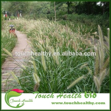 Touchhealthy supply Pennisetum alopecuroides seeds/pearl millet seeds/forage grass seeds