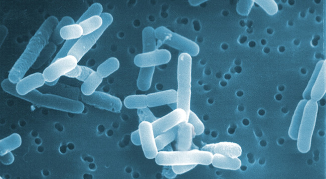 Lactobacillus reuteri Price