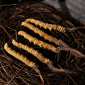 Cordyceps PE Penicillium Batamoides en polvo