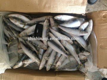 Fish Product Type and BRC,FDA,GAP,HACCP,ISO,QS,ECOCERT Certification FROZEN SARDINE