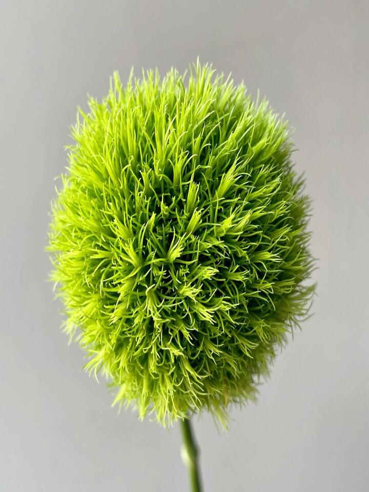 Green Trick Dianthus