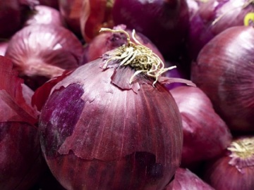 Fresh high quality onion