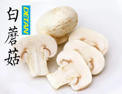 Fresh white button mushroom Delicate Champignon Mushroom