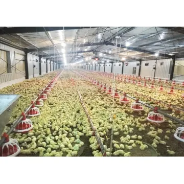 Factory steel structure chicken house farm shed