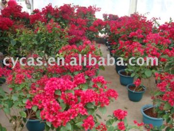 Sell Bougainvillea