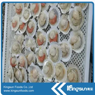 Frozen Shell-in Sea Scallop in Good Price