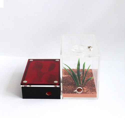 Small Acrylic Ant Box Blackout Acrylic Cage