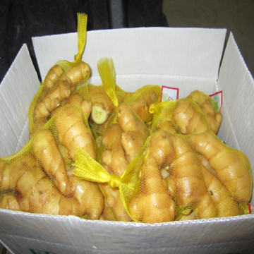 Fresh Ginger for Europe Market and China Ginger