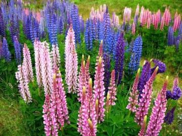 Schöne bunte Lupine Blume