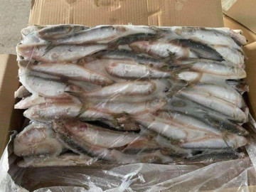 Sardine congelée BQF Sardinops Sagax Bulk Emballage