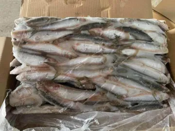 Frozen Sardinella Wr 10kg Sardine Fish For Canning