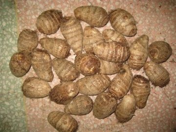 taro