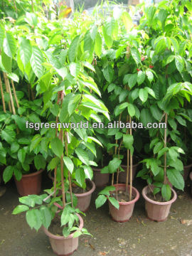 quisqualis indica climbing shrub trees