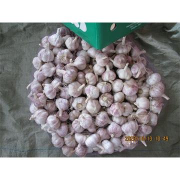 Fresh Garlic White Garlic