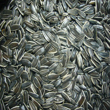 24/68 Sunflower Seeds American Type 5009 Long Shape