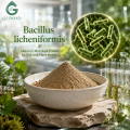 Ingrediente microbiano probiótico Bacillus Licheniformis