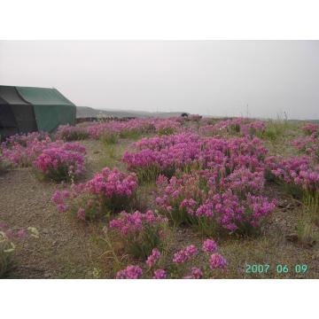 High quality 100% mountain flower honey