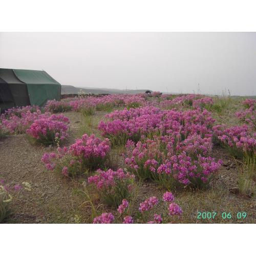 Miele di fiori di alta qualità 100% montagna