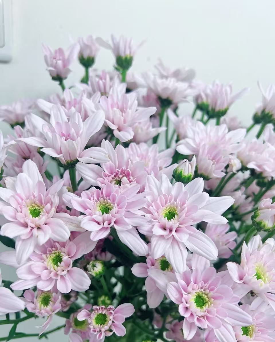 Spray chrysanthemum with rhododron powder