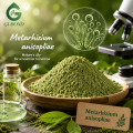 Metarhizium Anisopliae مسحوق فطريات التحكم البيولوجي