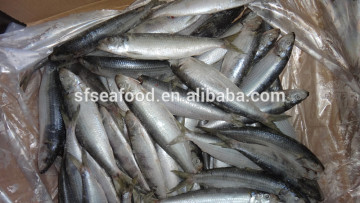 fish farm sardine fish