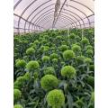 তোড়া ব্যবস্থার জন্য তাজা কাটা সবুজ কৌতুক Dianthus