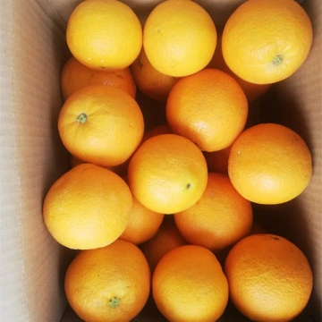 Fresh Mandarin – Millennium International Import & Export
