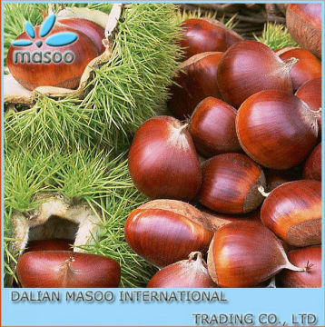 Dandong Chestnut for sale 2013 crop big size