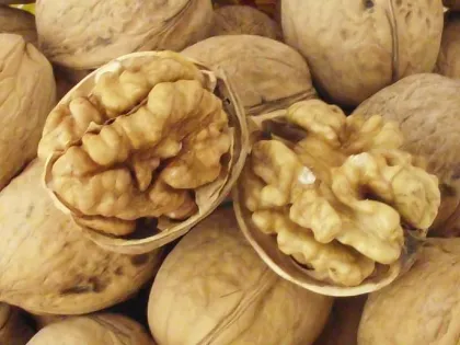 Demand of walnut,inshell walnut