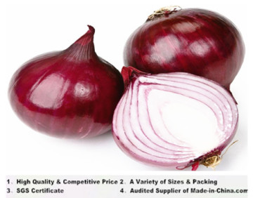 China Top Quality Fresh Red & Yellow Onions