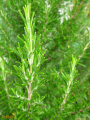 Rosemary Leaf Extract Carnosic zuur poeder