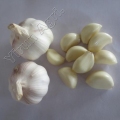 Melhor qualidade Garlics para venda