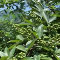 Wholesales Green Peppercorns Sichuan Peppertree Pricklyash