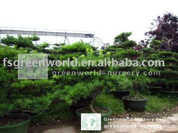 podocarpus macrophyllus bonsai