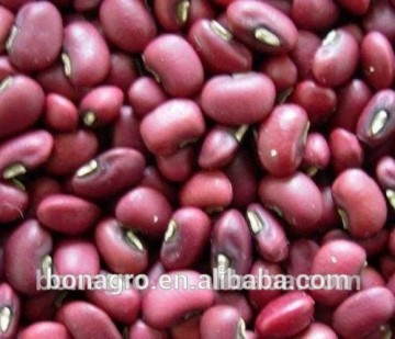 New Crop Red Cowpeas For Sell