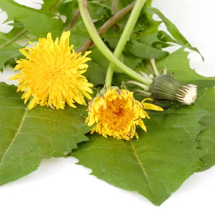 Dandelion Extract Powder for sale