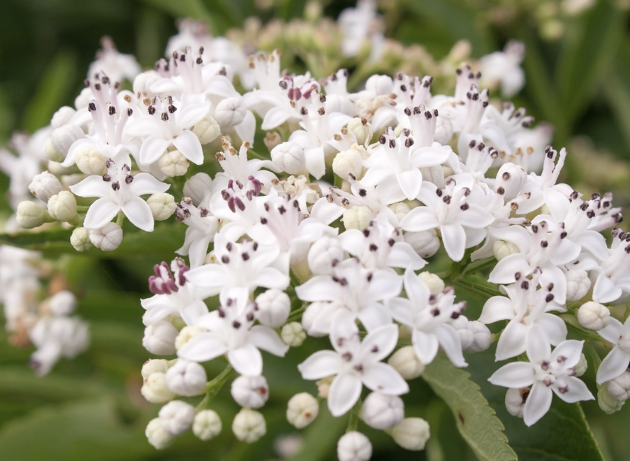 European Elderberry Powder