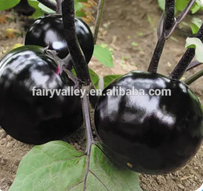 Hybrid black eggplant seeds for growing-Black Majesty